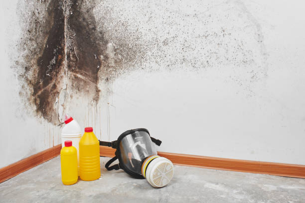 Best Professional Mold Removal  in Rock Island, WA
