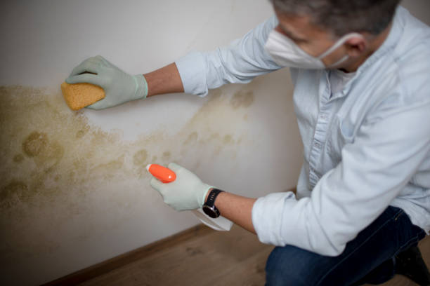 Best Fast Mold Removal  in Rock Island, WA