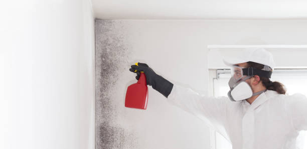 Best Mold Cleaning Services  in Rock Island, WA