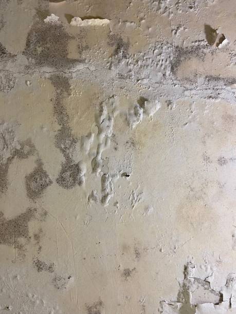 Best Mold Damage Repair  in Rock Island, WA