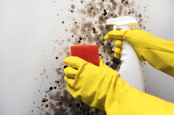 Professional Mold Removal in Rock Island, WA