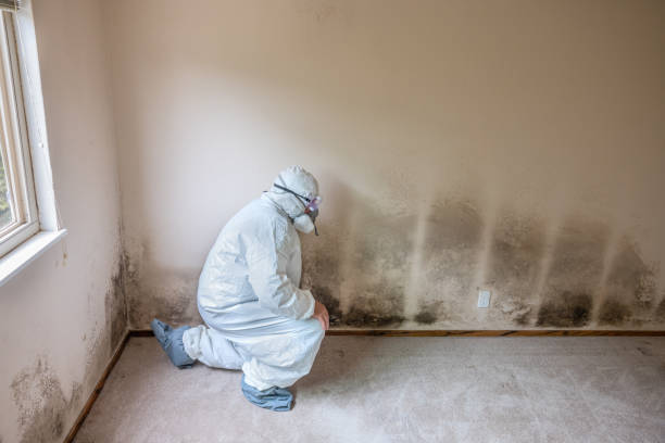 Best Residential Mold Removal  in Rock Island, WA