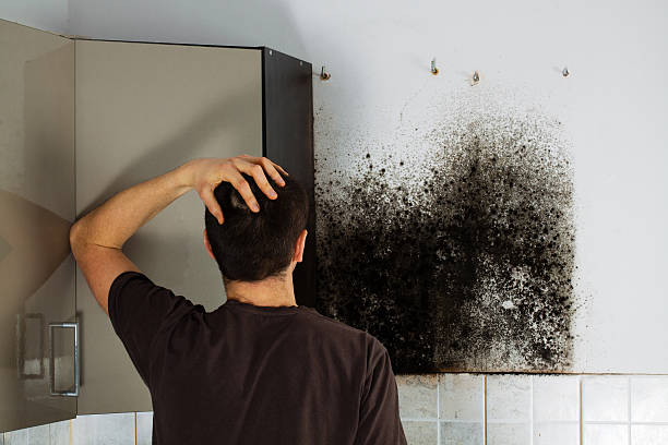 Mold Removal and Inspection in Rock Island, WA