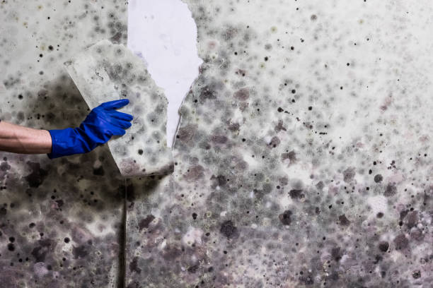 Best Mold Testing  in Rock Island, WA