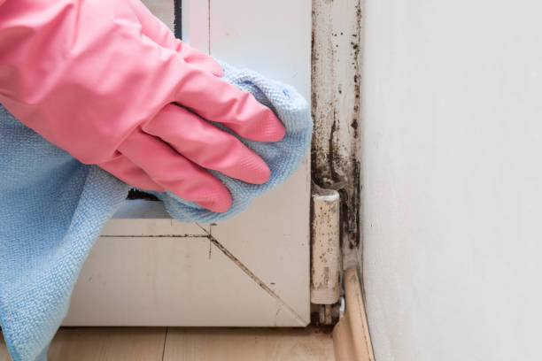 Best Mold Removal Near Me  in Rock Island, WA